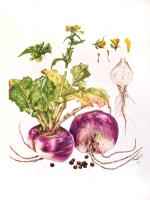 Carniolan Round Turnip